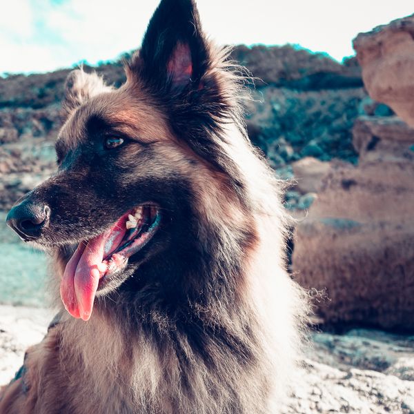 Áreas caninas